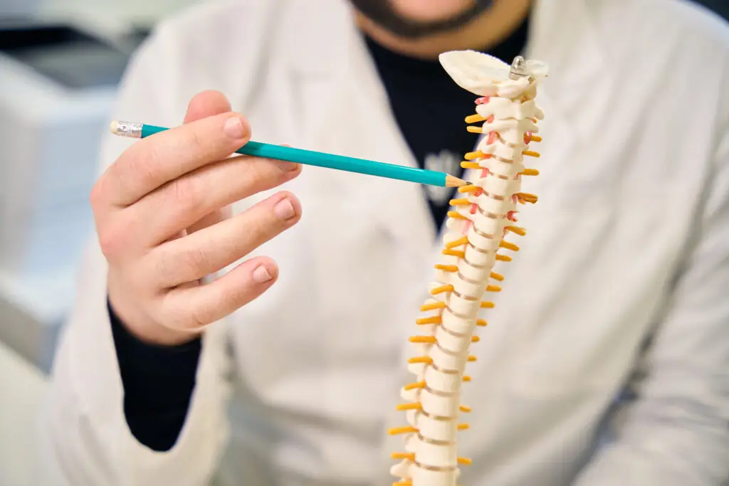 Person pointing at spine model with pencil.